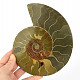 Ammonite half for collectors 633g
