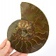 Ammonite half for collectors 552g