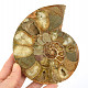 Ammonite half for collectors 432g