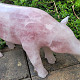 Rozenín pig (Brazil) 14.8 kg