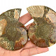 Ammonite pair 172g