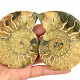 Ammonite pair 158g