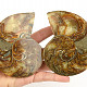 Ammonite pair Madagascar 579g