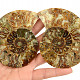 Ammonite pair 167g