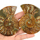 Ammonite pair 157g