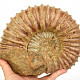 Ammonite tractor extra large from Madagascar 3757g
