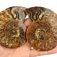 Ammonite pair 171g
