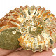 Ammonite tractor from Madagascar 138g
