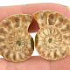 Ammonite selection pair 11g from Madagascar
