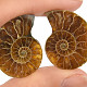 Ammonite pair (Madagascar 8g)