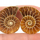 Collectable ammonite pair from Madagascar 8g