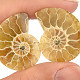 Ammonite pair for collectors (Madagascar) 6g