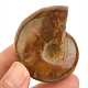 Amonit vcelku s opálovým leskem z Madagaskaru 64g
