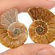 Ammonite Collector's Pair (Madagascar 6g)