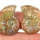 Ammonite selection pair from Madagascar 6g