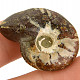 Ammonite whole with opal reflections (Madagascar) 11g
