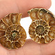 Ammonite pair from Madagascar 10g