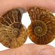 Collectable ammonite pair from Madagascar 7g