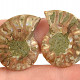 Ammonite selection pair from Madagascar 5g