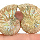 Ammonite selection pair 8g from Madagascar