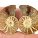 Ammonite selection pair from Madagascar 6g