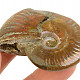 Ammonite whole with opal luster from Madagascar 43g