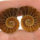 Ammonite pair from Madagascar 6g