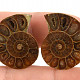 Collectable ammonite pair from Madagascar 9g