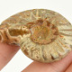 Ammonite whole with opal luster from Madagascar 24g
