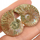 Collectible Ammonite Pair from Madagascar (8g)