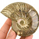 Ammonite whole with opal luster from Madagascar 164g