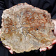 Petrified wood decorative slice 2212g
