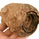 Fossilized stromatolite Morocco 555g