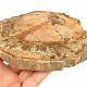 Petrified wood slice from Madagascar 428g
