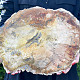 Zkamenělé dřevo velký dekorační plátek 4497g