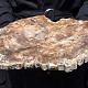 Petrified wood large decorative slice 4048g