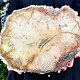 Petrified wood large decorative slice 4460g