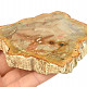 Petrified wood slice 210g from Madagascar