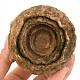 Zkamenělý stromatolit Maroko 555g