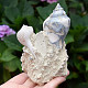 Decorative shell conglomerate 302g