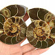A pair of ammonites from Madagascar 307g