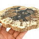 Slice of petrified wood 632g (Madagascar)