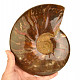 Smooth ammonite quite extra shine 1649g
