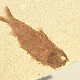 Ryba fosilní Knightia alta (USA) 401g