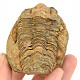 Calymene fossilized trilobite from Morocco (positive and negative) 148g