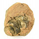 Trilobite Calymene positiv from Morocco 125g