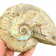 Ammonite with opal luster 518g