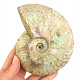 Ammonite with opal luster 518g