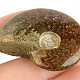 Fossil ammonite in total 28g