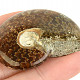 Fossil ammonite whole from Madagascar 30g